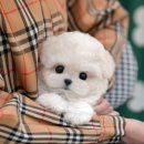인천 강아지분양 고양이분양 미유펫 | 시흥강아지분양 미유펫 꼬똥드툴레아