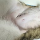 여수동물병원 | 여수 24시 더블리스 동물병원 여아 고양이 중성화 후기