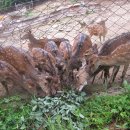 산딸기목장 이미지