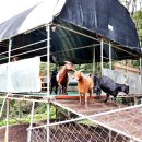 산양마루목장 이미지