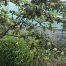 이안농장 이미지