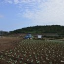 동일리-2 Daum카페