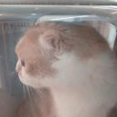 로얄캣 | 강남구고양이미용실 무마취로 가능한 로얄캣 방문후기!