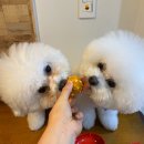 원두댕댕이 이미지