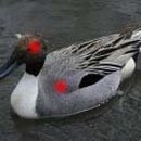 오리사냥 이미지