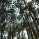 푸른숲황토방 이미지