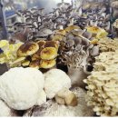 달빛동화마을 이미지