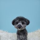 새침하개멍 이미지