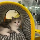 수원고양이전문분양 아임캣 (I'M CAT) | 제주고양이분양 너무 순한 브리티쉬숏헤어분양 후기