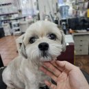 대박펫살롱 이미지