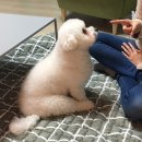 말랑 이미지