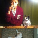 나만 없어 고양이 이미지