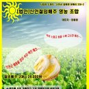신안섬드리
