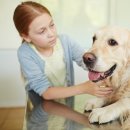 반려동물 펫시터 자격증 과정 이미지