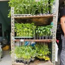 제일농약종묘사 이미지