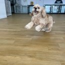 어썸 강아지 호텔 & 목욕 이미지