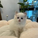 블루랙돌 | 천안고양이 블루바이 랙돌분양 찐 후기