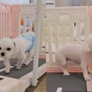 멍린이집 이미지