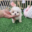 멍토피아 이미지