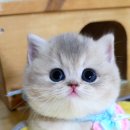 강남 고양이 분양 캣프렌즈 이미지