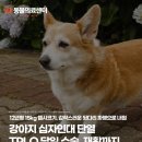 조이 동물 재활클리닉 | 강아지 십자인대 단열 TPLO, 당일 수술, 재활까지, N동물의료센터 노원점