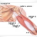 상완 이두근, 상완 삼두근, 삼각근 레포트 이미지