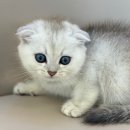 야옹아 멍멍해봐(조례호수점) 이미지