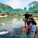 백조유치원 이미지