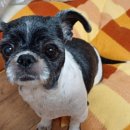 다니다니 이미지