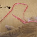 금동이PC 이미지