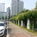 가로수길 이미지