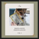 보양죽 | 강아지 보양식 고민 끝! 땡블리펫 보양 삼계죽