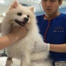 24시 핸즈동물의료센터 이미지