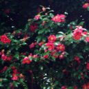 봄비문학관 이미지