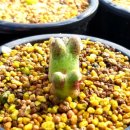 코노코노 이미지