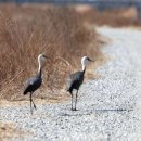 두루미네 이미지