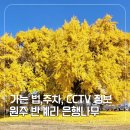 고목초등학교 | 원주 반계리 은행나무 주차 가는법 실시간 CCTV 확인 팁 절정 후기