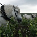 블랑루이 이미지