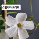 오리자 Daum카페