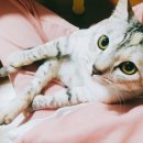 오월의 그루밍 이미지