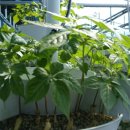 인삼농장 이미지