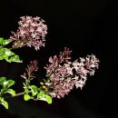 우리분재 이미지