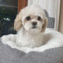 느랏느랏 | 안산 본오동 중성화수술 비용 남아수술후기