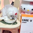 하이독 | 강아지 처방식사료 동물병원 처방사료 하이독 케어브이 카딕프 리버프 급여 후기