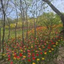 불암산종합스타디움 | 서울 노원구 불암산 철쭉동산 힐링타운 철쭉제 나비정원 전망대 다녀온 후기