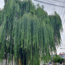 지평 양조장 (독수리5형제 독수리 술도가 드라마 메인장) 이미지