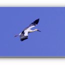 황새둥지 이미지