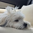 감천재 | 애견동반숙소 감천재, 경북 예천의 작은 시골 마을