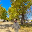 묵4리마을회관 | 4살 아기랑 단풍놀이｜여주 가볼만한곳 강천섬 유원지 힐링문화축제 후기 + 주차 꿀팁 총정리