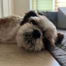 김천 내일동물병원 이미지